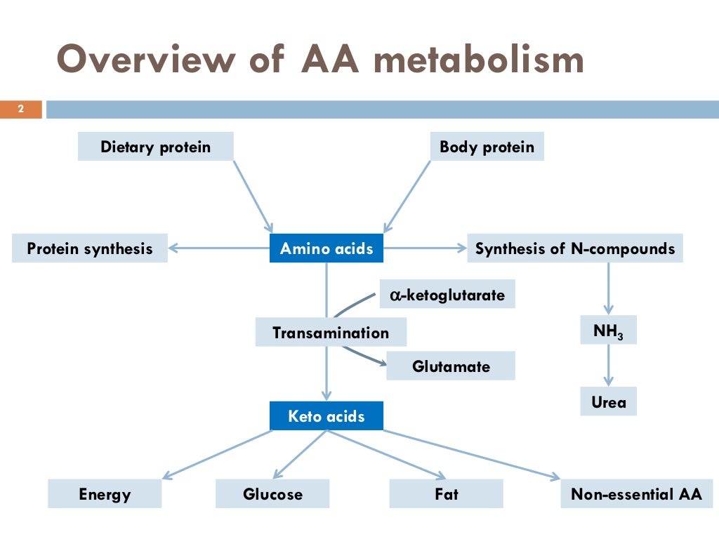Amino acid pool