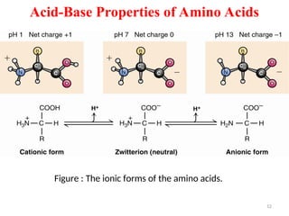 Acid-Base Properties of Amino Acids
Figure : The ionic forms of the amino acids.
12
 