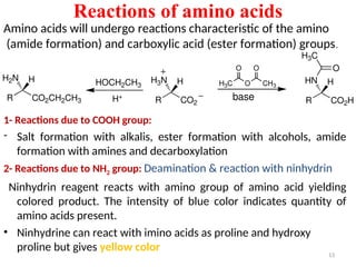 Reactions of amino acids
1- Reactions due to COOH group:
- Salt formation with alkalis, ester formation with alcohols, amide
formation with amines and decarboxylation
2- Reactions due to NH2 group: Deamination & reaction with ninhydrin
Ninhydrin reagent reacts with amino group of amino acid yielding
colored product. The intensity of blue color indicates quantity of
amino acids present.
• Ninhydrine can react with imino acids as proline and hydroxy
proline but gives yellow color
13
R CO2
H3N H H3C O CH3
O O
base R CO2H
HN H
O
H3C
HOCH2CH3
H+
R CO2CH2CH3
H2N H
Amino acids will undergo reactions characteristic of the amino
(amide formation) and carboxylic acid (ester formation) groups.
 