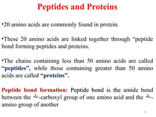 Peptides and Proteins
•20 amino acids are commonly found in protein.
•These 20 amino acids are linked together through “peptide
bond forming peptides and proteins.
•The chains containing less than 50 amino acids are called
“peptides”, while those containing greater than 50 amino
acids are called “proteins”.
Peptide bond formation: Peptide bond
Peptide bond is the
is the amide bond
between the -carboxyl group of one amino acid and the -
 
amino group of another
15
 