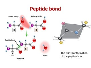 Peptide bond
The trans conformation
of the peptide bond.
 