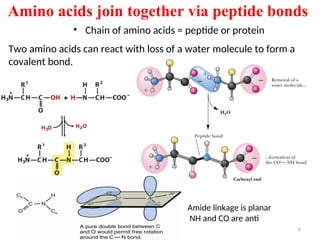 Amino acids join together via peptide bonds
Two amino acids can react with loss of a water molecule to form a
covalent bond.
6
• Chain of amino acids = peptide or protein
Amide linkage is planar
NH and CO are anti
 