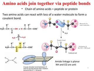 Structure Of Amino Acids Ppt