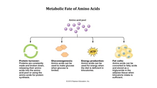 Metabolic Fate of Amino Acids
 