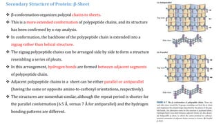Secondary Structure of Protein: β-Sheet
 β-conformation organizes polyptd chains to sheets.
 This is a more extended conformation of polypeptide chains, and its structure
has been confirmed by x-ray analysis.
 In conformation, the backbone of the polypeptide chain is extended into a
zigzag rather than helical structure.
 The zigzag polypeptide chains can be arranged side by side to form a structure
resembling a series of pleats.
 In this arrangement, hydrogen bonds are formed between adjacent segments
of polypeptide chain.
 Adjacent polypeptide chains in a sheet can be either parallel or antiparallel
(having the same or opposite amino-to-carboxyl orientations, respectively).
 The structures are somewhat similar, although the repeat period is shorter for
the parallel conformation (6.5 Å, versus 7 Å for antiparallel) and the hydrogen
bonding patterns are different.
 