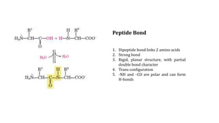 Peptide Bond
1. Dipeptide bond links 2 amino acids
2. Strong bond
3. Rigid, planar structure, with partial
double bond character
4. Trans configuration
5. -NH and –CO are polar and can form
H-bonds
 