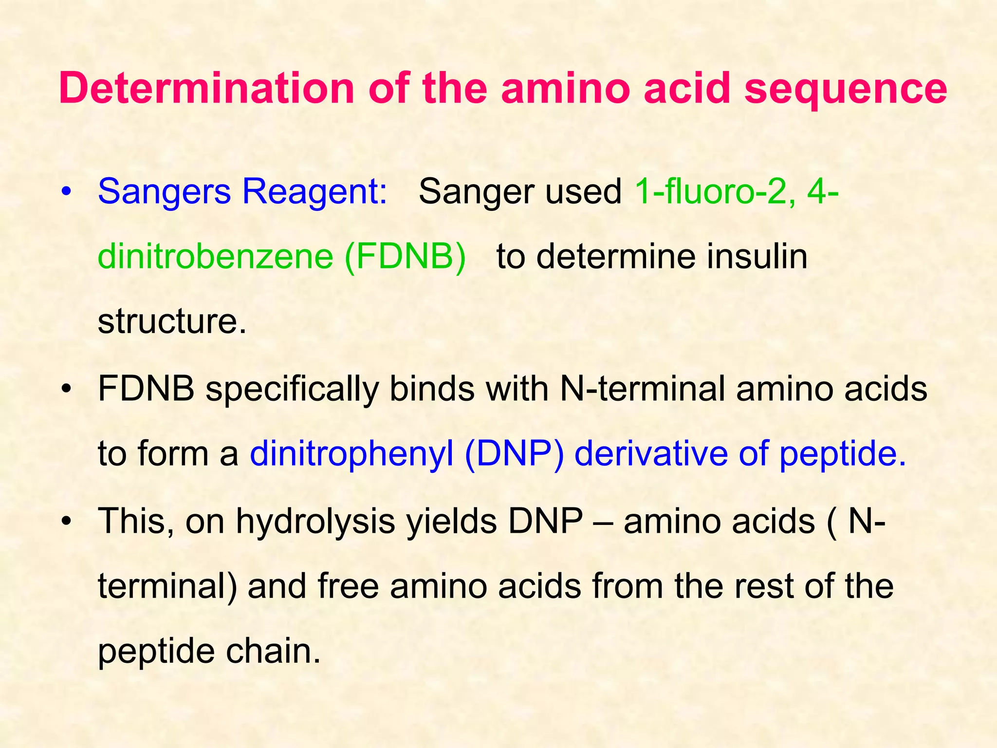 Determination of the amino acid sequence 
• Sangers Reagent: Sanger used 1-fluoro-2, 4- 
dinitrobenzene (FDNB) to determine insulin 
structure. 
• FDNB specifically binds with N-terminal amino acids 
to form a dinitrophenyl (DNP) derivative of peptide. 
• This, on hydrolysis yields DNP – amino acids ( N-terminal) 
and free amino acids from the rest of the 
peptide chain. 
 