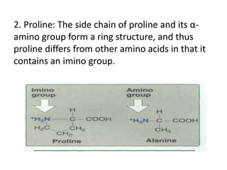 2. Proline: The side chain of proline and its α-
amino group form a ring structure, and thus
proline differs from other amino acids in that it
contains an imino group.
 