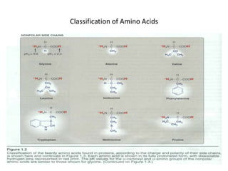 Classification of Amino Acids
 