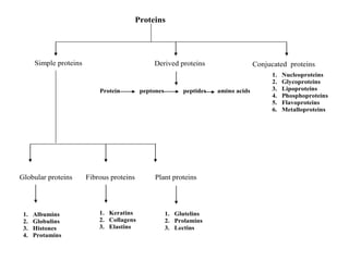 Conjucated proteins
1. Albumins
2. Globulins
3. Histones
4. Protamins
Globular proteins
1. Nucleoproteins
2. Glycoproteins
3. Lipoproteins
4. Phosphoproteins
5. Flavoproteins
6. Metalloproteins
Proteins
Simple proteins Derived proteins
Fibrous proteins Plant proteins
1. Keratins
2. Collagens
3. Elastins
1. Glutelins
2. Prolamins
3. Lectins
Protein peptones peptides amino acids
 