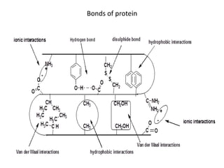 Bonds of protein
 