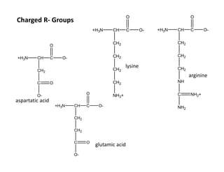 Lysine R Group