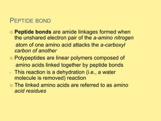 PEPTIDE BOND
 Peptide bonds are amide linkages formed when
the unshared electron pair of the a-amino nitrogen
atom of one amino acid attacks the a-carboxyl
carbon of another
 Polypeptides are linear polymers composed of
amino acids linked together by peptide bonds
• This reaction is a dehydration (i.e., a water
molecule is removed) reaction
 The linked amino acids are referred to as amino
acid residues
 