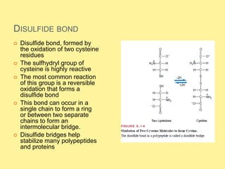 DISULFIDE BOND
 Disulfide bond, formed by
the oxidation of two cysteine
residues
 The sulfhydryl group of
cysteine is highly reactive
 The most common reaction
of this group is a reversible
oxidation that forms a
disulfide bond
 This bond can occur in a
single chain to form a ring
or between two separate
chains to form an
intermolecular bridge.
 Disulfide bridges help
stabilize many polypeptides
and proteins
 