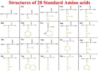 Structures of 20 Standard Amino acids
 