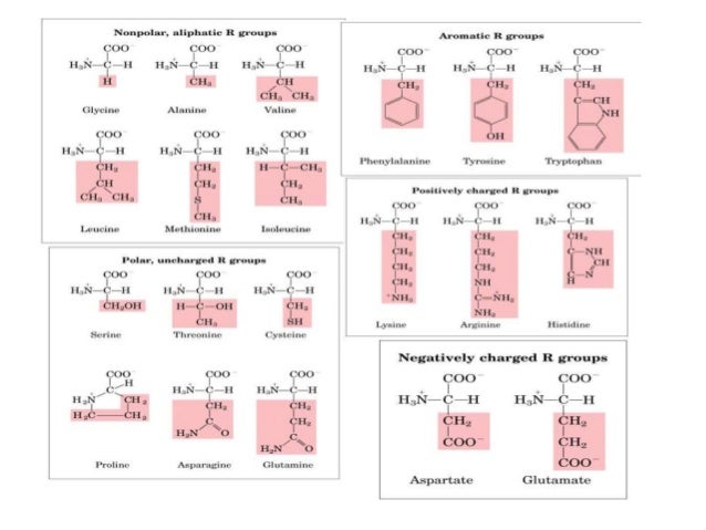 Amino Acid Properties Chart