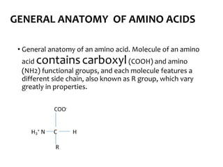 GENERAL ANATOMY OF AMINO ACIDS
• General anatomy of an amino acid. Molecule of an amino
acid containscarboxyl(COOH) and amino
(NH2) functional groups, and each molecule features a
different side chain, also known as R group, which vary
greatly in properties.
 