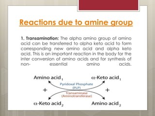 Reactions due to amine group
1. Transamination: The alpha amino group of amino
acid can be transferred to alpha keto acid to form
corresponding new amino acid and alpha keto
acid. This is an important reaction in the body for the
inter conversion of amino acids and for synthesis of
non- essential amino acids.
 
