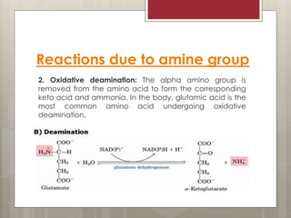 Reactions due to amine group
2. Oxidative deamination: The alpha amino group is
removed from the amino acid to form the corresponding
keto acid and ammonia. In the body, glutamic acid is the
most common amino acid undergoing oxidative
deamination.
 