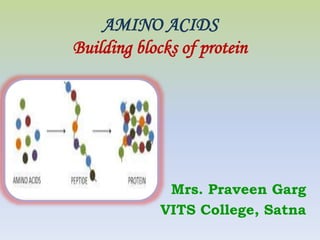AMINO ACIDS
Building blocks of protein
Mrs. Praveen Garg
VITS College, Satna
 
