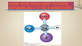 AMINO ACIDS SHARE MANY FEATURES,
DIFFERING ONLY AT THE R SUBSTITUENT
 