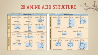 20 AMINO ACID STRUCTURE
 