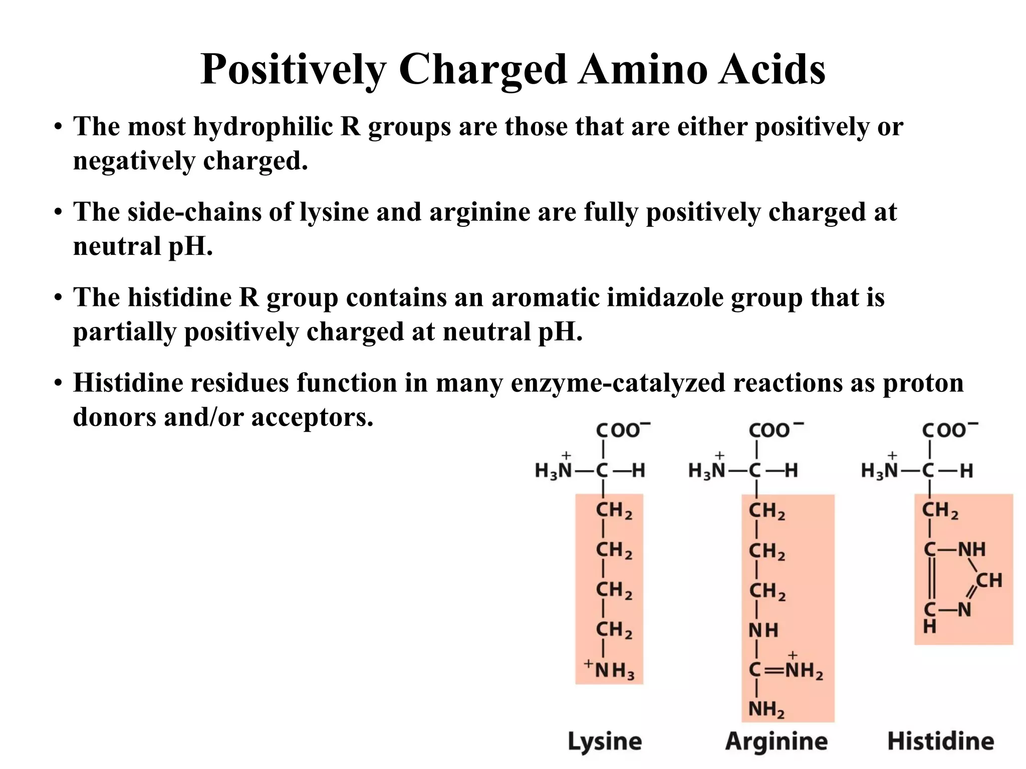 Amino Acids .pdf