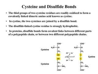 Cysteine and Disulfide Bonds
• The thiol groups of two cysteine residues are readily oxidized to form a
covalently linked dimeric amino acid known as cystine.
• In cystine, the two cysteines are joined by a disulfide bond.
• The disulfide-linked cystine residue is strongly hydrophobic.
• In proteins, disulfide bonds form covalent links between different parts
of a polypeptide chain, or between two different polypeptide chains.
 