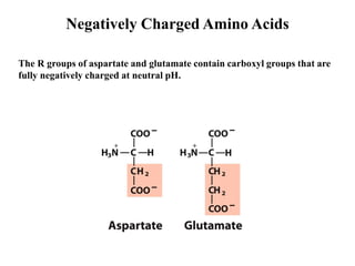 Negatively Charged Amino Acids
The R groups of aspartate and glutamate contain carboxyl groups that are
fully negatively charged at neutral pH.
 