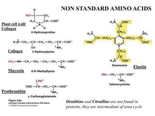NON STANDARD AMINO ACIDS
Plant cell wall/
Collagen
Collagen
Mayosin
Prothrombin
Elastin
Ornithine and Citrulline are not found in
proteins, they are intermediate of urea cycle
 