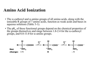 • The -carboxyl and -amino groups of all amino acids, along with the
ionizable R groups of 7 amino acids, function as weak acids and bases in
aqueous solutions (Table 3-1).
• The pKa of these functional groups depend on the chemical properties of
the groups themselves and range between 1.8-2.4 for the -carboxyl
groups, and 8.8-11.0 for -amino groups.
Amino Acid Ionization
 