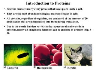 Introduction to Proteins
• Proteins mediate nearly every process that takes place inside a cell.
• They are the most abundant biological macromolecules in cells.
• All proteins, regardless of organism, are composed of the same set of 20
amino acids that are incorporated into them during translation.
• Due to the nearly limitless variety in the sequences of amino acids in
proteins, nearly all imaginable functions can be encoded in proteins (Fig. 3-
1).
Luciferin Haemoglobin Keratin
 