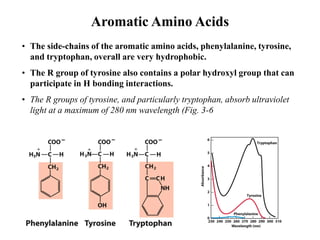 Aromatic Amino Acids
• The side-chains of the aromatic amino acids, phenylalanine, tyrosine,
and tryptophan, overall are very hydrophobic.
• The R group of tyrosine also contains a polar hydroxyl group that can
participate in H bonding interactions.
• The R groups of tyrosine, and particularly tryptophan, absorb ultraviolet
light at a maximum of 280 nm wavelength (Fig. 3-6
 
