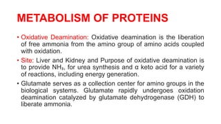 METABOLISM OF PROTEINS
• Oxidative Deamination: Oxidative deamination is the liberation
of free ammonia from the amino group of amino acids coupled
with oxidation.
• Site: Liver and Kidney and Purpose of oxidative deamination is
to provide NH₃, for urea synthesis and α keto acid for a variety
of reactions, including energy generation.
• Glutamate serves as a collection center for amino groups in the
biological systems. Glutamate rapidly undergoes oxidation
deamination catalyzed by glutamate dehydrogenase (GDH) to
liberate ammonia.
 