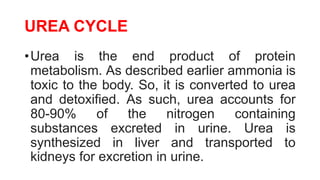 UREA CYCLE
•Urea is the end product of protein
metabolism. As described earlier ammonia is
toxic to the body. So, it is converted to urea
and detoxified. As such, urea accounts for
80-90% of the nitrogen containing
substances excreted in urine. Urea is
synthesized in liver and transported to
kidneys for excretion in urine.
 