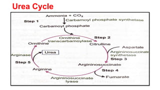 Urea Cycle
 