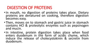 DIGESTION OF PROTEINS
•In mouth, no digestion of proteins takes place. Dietary
proteins are denatured on cooking, therefore digestion
becomes easy.
•Then, moves on to stomach and gastric juice in stomach
contains HCl & proteolytic enzymes such as pepsinogen
and mucin.
•In intestine, protein digestion takes place when food
enters duodenum in the form of acidic chyme, which
induce the release of cholecystokinin & secretin from
duodenum.
 