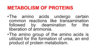 METABOLISM OF PROTEINS
•The amino acids undergo certain
common reactions like transamination
followed by deamination for the
liberation of ammonia.
•The amino group of the amino acids is
utilized for the formation of urea, an end
product of protein metabolism.
 