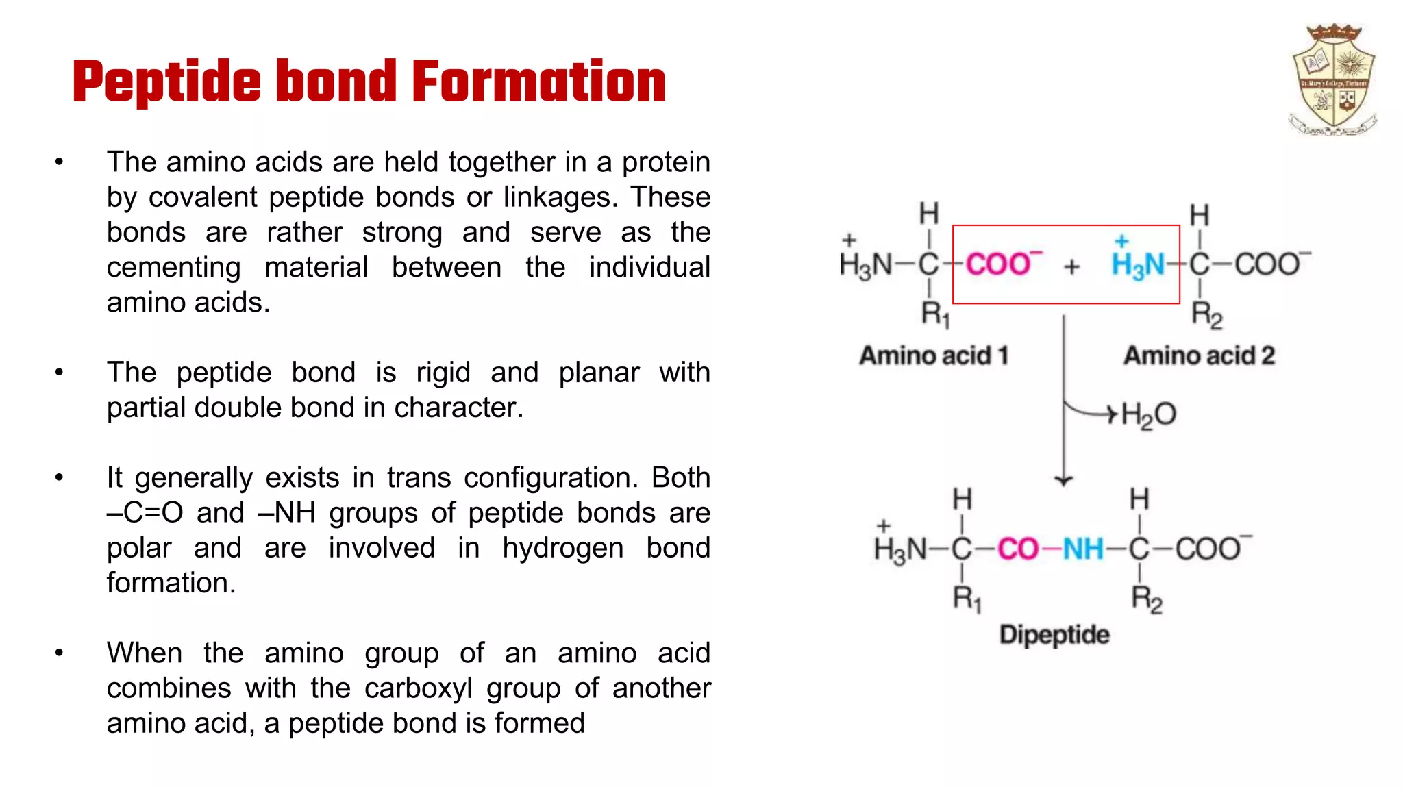 Amino Acids.pptx