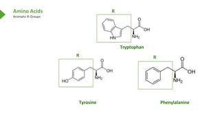 Amino Acids
Aromatic R-Groups
Tyrosine Phenylalanine
Tryptophan
R
R R
 