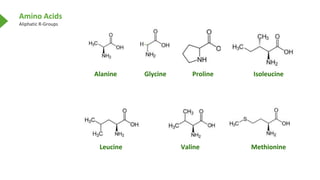 Amino Acids
Aliphatic R-Groups
Leucine
Proline
Alanine Glycine Isoleucine
Valine Methionine
H
 