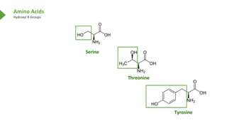 Amino Acids
Hydroxyl R-Groups
Serine
Threonine
Tyrosine
 