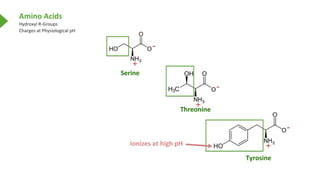Amino Acids
Hydroxyl R-Groups
Charges at Physiological pH
Serine
Threonine
Tyrosine
Ionizes at high pH
 