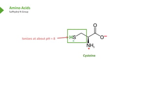 Amino Acids
Sulfhydryl R-Group
Cysteine
Ionizes at about pH = 8
+
 