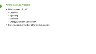 Amino Acids & Proteins
• Workhorses of cell
– Catalysis
– Signaling
– Structure
– Energy/Gradient Generation
• Proteins co...