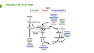 Breakdown of Amino Acids
 