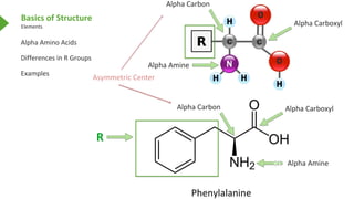 Basics of Structure
Elements
Alpha Amino Acids
Differences in R Groups
Examples
Alpha Carboxyl
Alpha Carbon
Alpha Amine
R
...