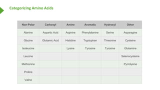 Categorizing Amino Acids
Non-Polar Carboxyl Amine Aromatic Hydroxyl Other
Alanine Aspartic Acid Arginine Phenylalanine Ser...