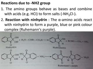 Reactions due to -NH2 group
1. The amino groups behave as bases and combine
with acids (e.g. HCI) to form salts (-NH3Cl-).
2. Reaction with ninhydrin : The α-amino acids react
with ninhydrin to form a purple, blue or pink colour
complex (Ruhemann's purple).
 