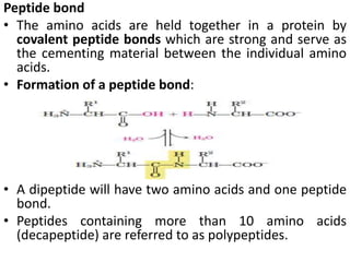 Peptide bond
• The amino acids are held together in a protein by
covalent peptide bonds which are strong and serve as
the cementing material between the individual amino
acids.
• Formation of a peptide bond:
• A dipeptide will have two amino acids and one peptide
bond.
• Peptides containing more than 10 amino acids
(decapeptide) are referred to as polypeptides.
 